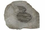 Crotalocephalus Trilobite - Jorf, Morocco #191766-3